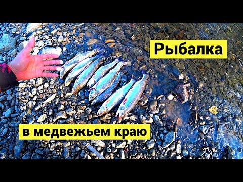 Видео: Встреча с медведем на рыбалке // Dolly Varden fishing! Bears Everywhere! (Eng Subs)