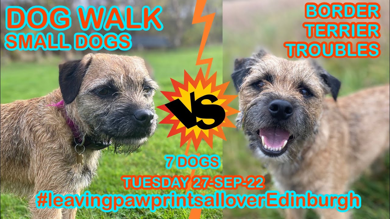 how-long-does-a-border-terrier-need-to-walk