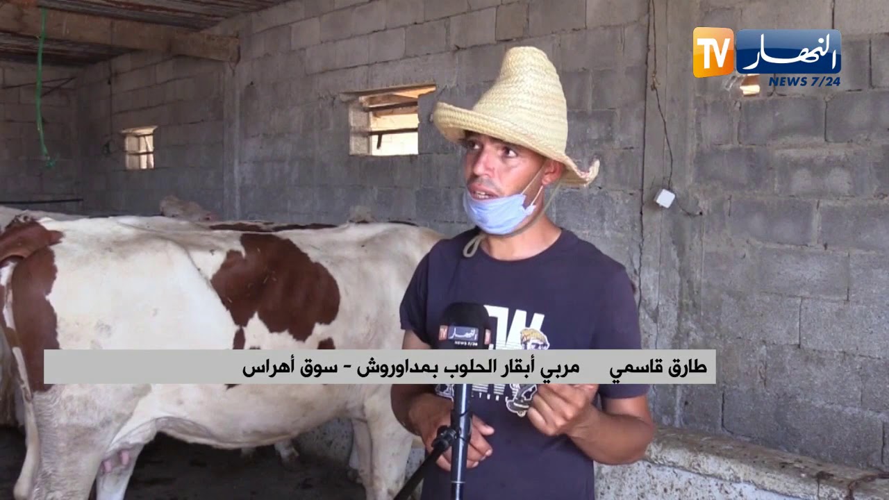 سوق اهراس: تربية أبقار الحلوب تستهوي الشاب طارق رغم الصعاب