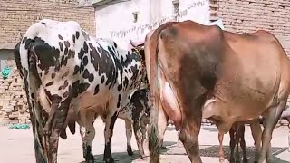 20 Liter Milk 2 cow for sale by Khushi bahi