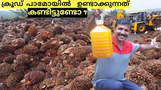 Crude Palm Oil Making Process  How To Make Crude Palm Oil