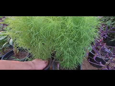 نبات الكوكيا مكنسة الجنة السرو الصيفى