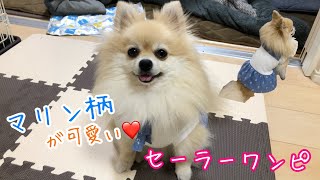 【犬服】夏にぴったり