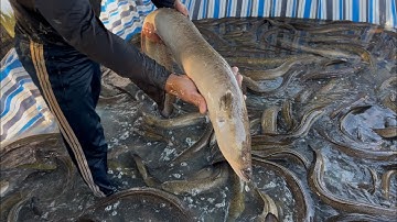 Hầm cá trình 500 con bán 340 triệu