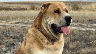 видео: Я не ожидал что зрители такого мнения о Сардаре картинка: Я не ожидал что зрители такого мнения о Сардаре