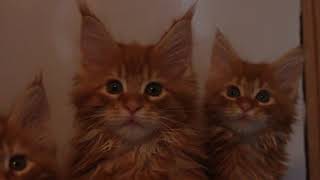 КОТЯТА МЕЙН-КУН ИЗ ПИТОМНИКА PORTER*RU КОТЯТА МЕЙН-КУН ИЗ ПИТОМНИКА PORTER*RU