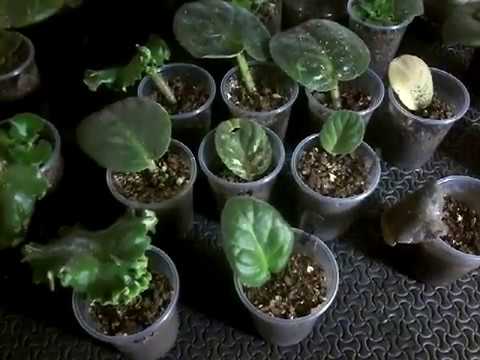 Video: ¿Cómo hacer crecer una violeta a partir de una hoja? Maneras y consejos