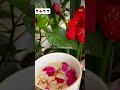 #chai #shorts#song #shorts #viral