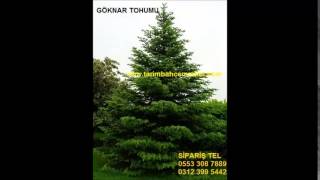 göknar tohumu,göknar çamı tohumu,göknar ağacı tohumu,göknar tohumu çimlendirme,göknar tohumu nasıl e