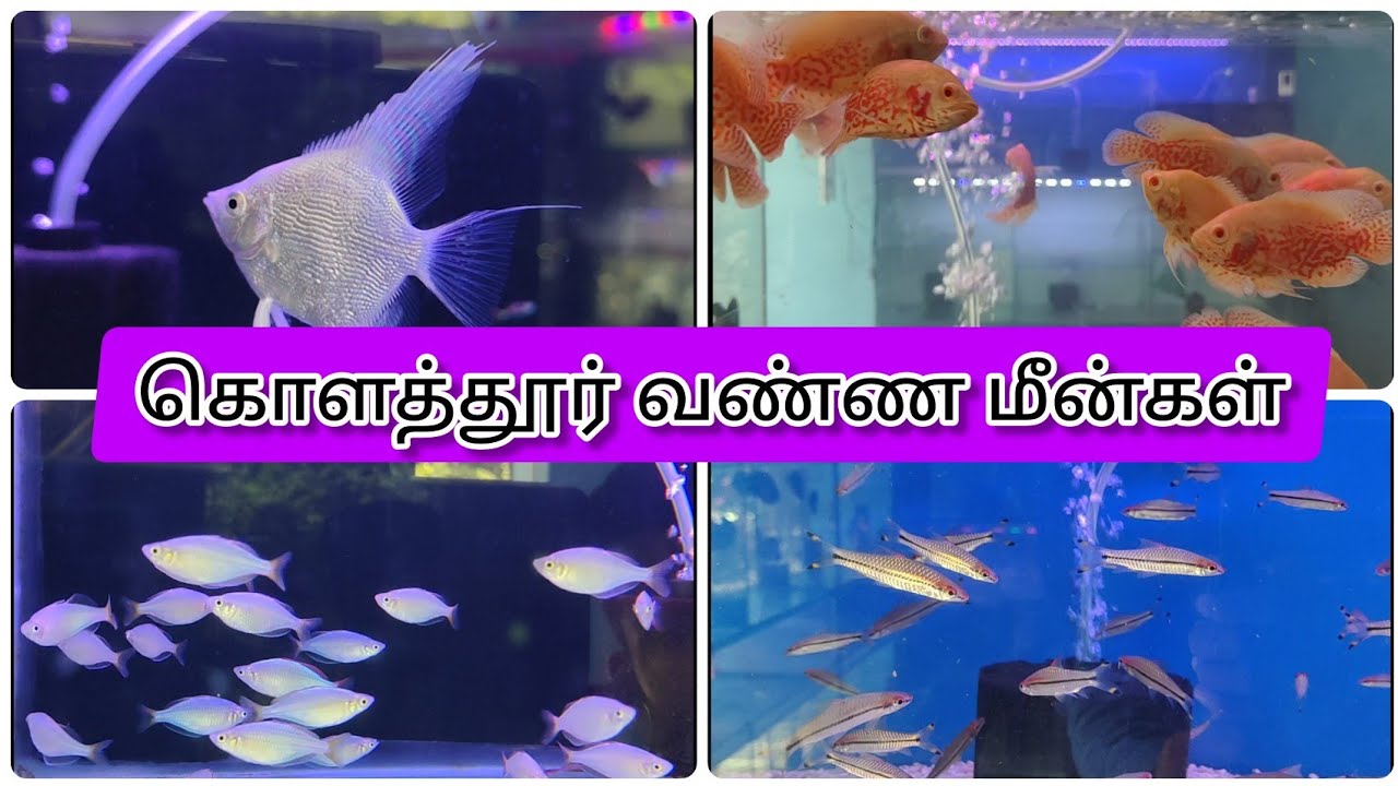 KOLATHUR FISH MARKET FISH AQUARIUM FISH PRICE OM SAI AQUATIC