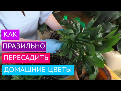 ПЕРЕСАЖИВАЕМ И ЛЕЧИМ КОМНАТНЫЕ ЦВЕТЫ! МОИ СЕКРЕТЫ!