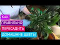 ПЕРЕСАЖИВАЕМ И ЛЕЧИМ КОМНАТНЫЕ ЦВЕТЫ! МОИ СЕКРЕТЫ!