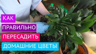 ПЕРЕСАЖИВАЕМ И ЛЕЧИМ КОМНАТНЫЕ ЦВЕТЫ! МОИ СЕКРЕТЫ!