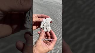 What does a paleontologist find on the beach? A 3 million year old oyster shell! #fossils