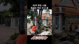 태국 왓포 사원 청설모 먹이주기 #태국 #왓포 #청설모