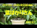 2023.5.1 葉ばかりさん