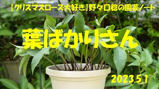 2023.5.1 葉ばかりさん