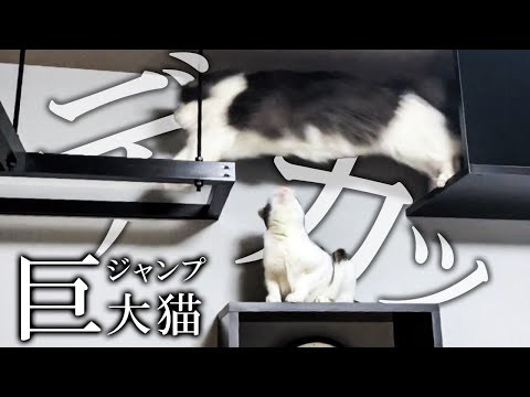 寝室にキャットウォークを設置するとこうなる。【ノルウェージャンフォレストキャット】