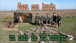 Caza con hurón, un cado de 33 conejos