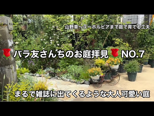 🌹Visiting a fellow rose enthusiast's garden🌹Ingenious ways to