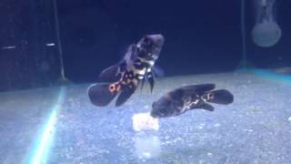 About Oscars doing flip flop on the bottom of the tank