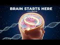 "How the Brain Starts Developing in the Embryo | Full Medical Explanation by MedLifeLink"