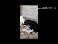 خروف تعبان من قوات الشمس