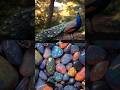 Animals + Gems