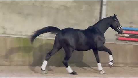 SAMOERAI VAN DE NETHE 