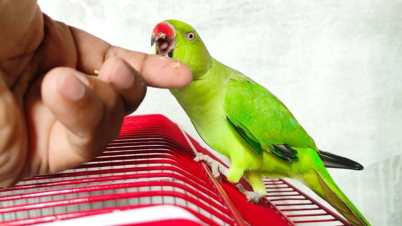 Ringneck Parrot Eating Corn Parrot Green Tota Khana Khata Hai ringneck-parrot-eating-corn-parrot-green-tota-khana-khata-hai