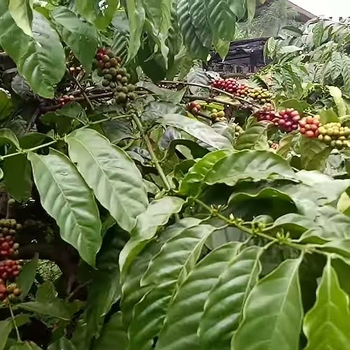 Kebon Kopi Karanganjar Blitar
