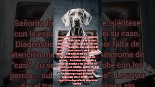 ✅🧠🤯 Señorita frenética mireme #perrosconestilo #dogshorts #doglove