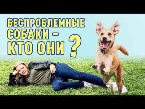 Беспроблемные породы собак: есть ли такие? В чем нуждаются даже самые неприхотливые собаки?