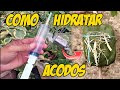 Cómo hidratar o regar acodos aéreos. CLAVES para enraizar y que no se sequen tus acodos aéreos