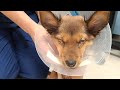 Rescue Puppy Thrown into Trash With Duct Tape Around Her Mouth and Paws