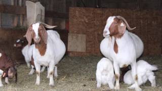 Do you want to be a Meat Goat Producer?