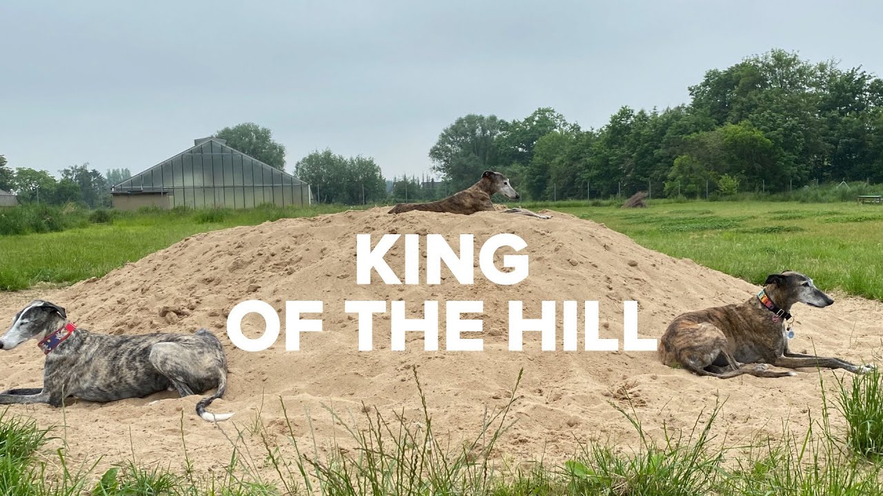 Galgo 7:  King of the Hill (Spoiler: Podenko Wins!)