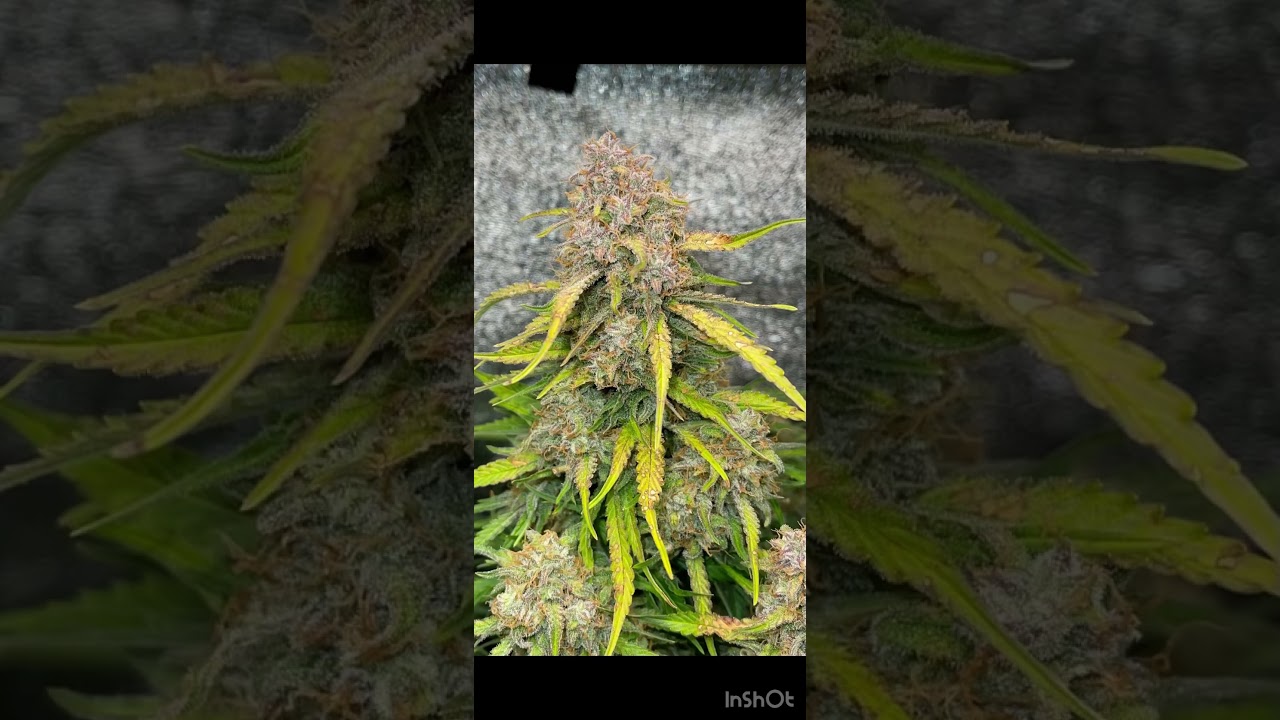 Marshydro TS1000 full spectrum LED test…