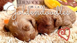 Mini Goldendoodles || CD & Bueller || 3 wks old || #minigoldendoodles #TexasGoldendoodles
