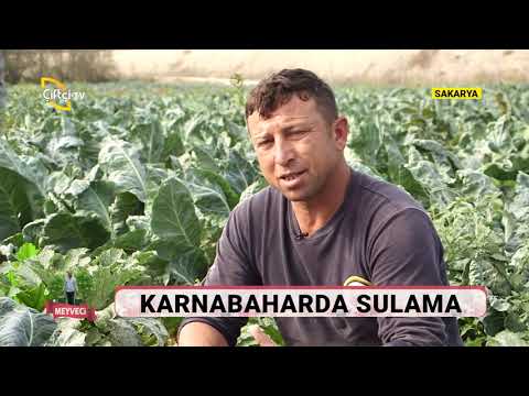 Video: Karnabahar Yetiştirmek Için Agroteknoloji