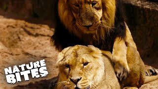 It's Mating Time For The Lions At The Zoo | The Secret Life Of The Zoo | Nature Bites