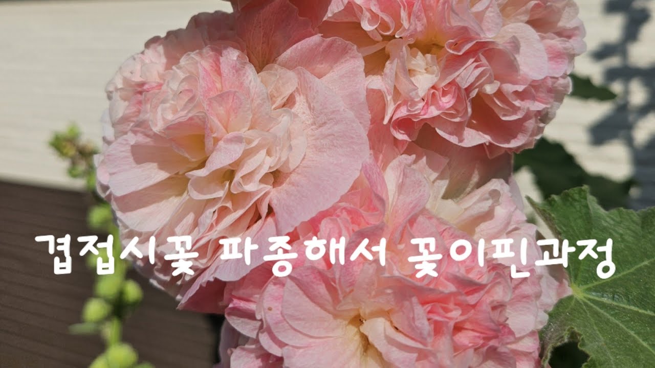 겹접시꽃 파종해서 꽃피우기 성장과정