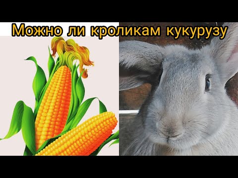 Можно ли кроликам  кукурузу и листья от неё