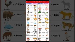 masculine and feminine gender of animal's #grammar #vocabulary #englishpractice #spokenenglish