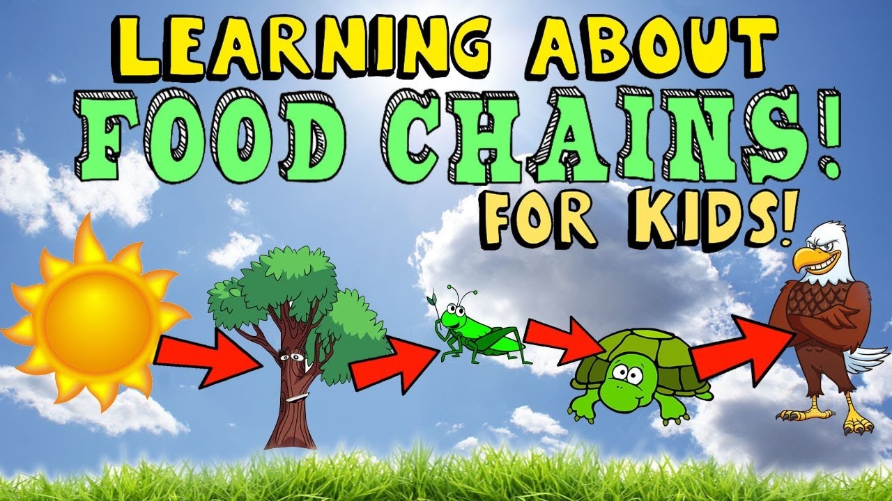 Learning About Food Chain for Kids with Pictures and ... diagram of the food chain 