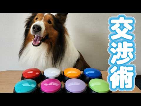 賢いシェルティのごはん交渉術【会話ボタンでしゃべる犬】