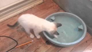 Nora and the water bowl by johansonCats 148 views 9 years ago 56 seconds