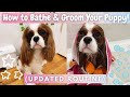 How to Bathe &amp; Groom Your Puppy! | *Updated Routine* | Cavalier King Charles Spaniel