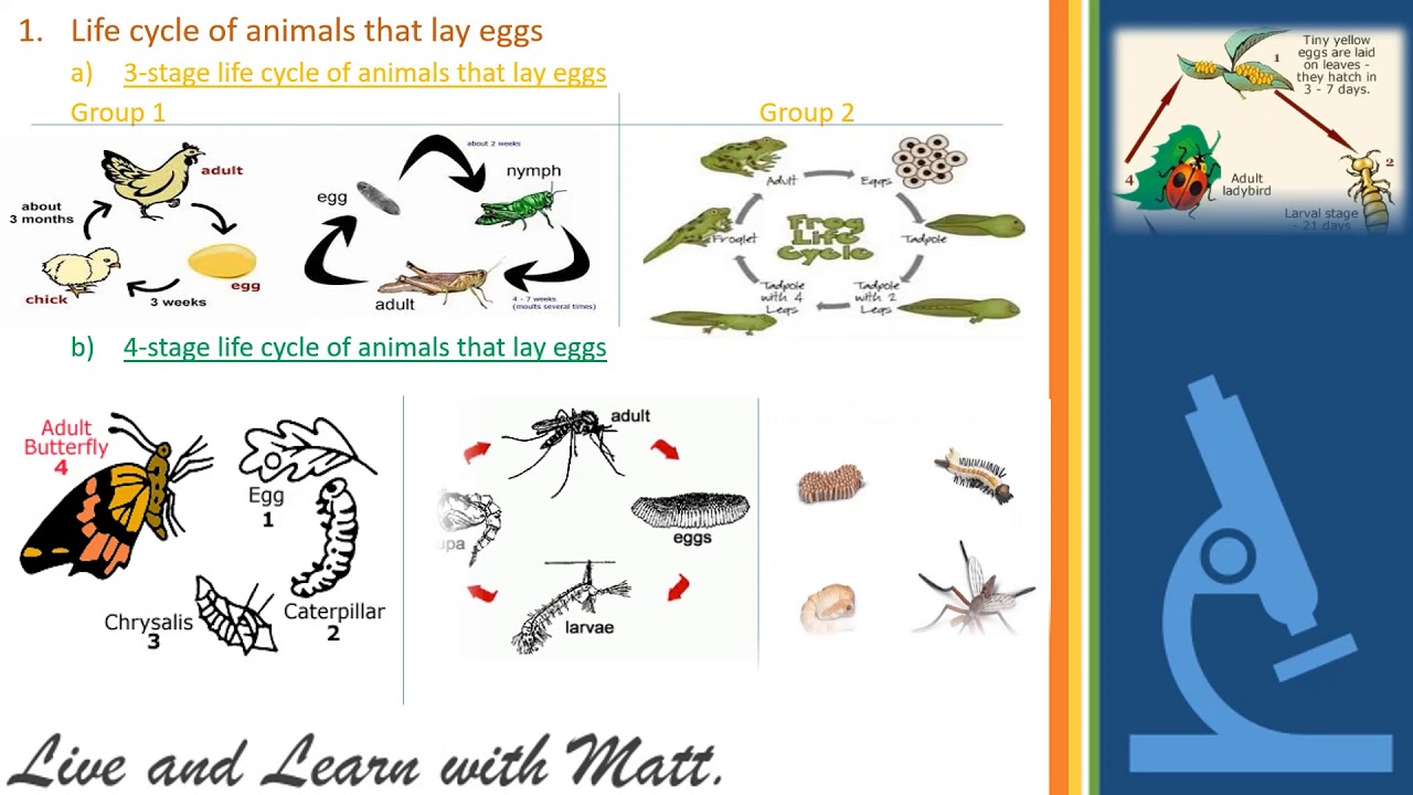 Life Cycle of Animals II Grade 3 Science II - YouTube