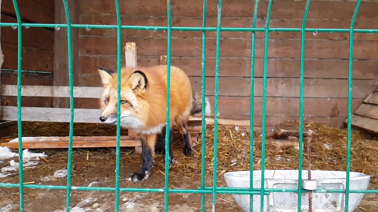 Male of common red Fox and female silver-black fox